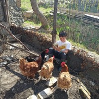 enfant, son livre et ses poules